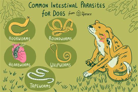  Parasites Parasites will usually be the most common cause for triggering- off digestive tract disorders in dogs