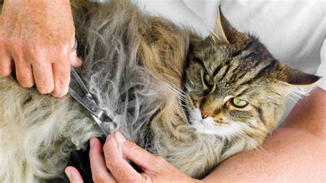  Parasites love matted hair and will quickly set up home there, causing even more discomfort for your pet