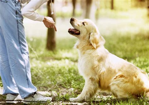  Parents may prefer to start with the fundamentals of training their golden retriever