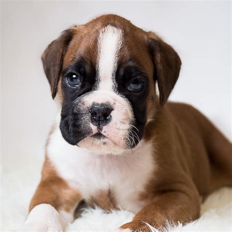  Parents of Stonewall Boxer puppies are completely health tested by echocardiogram for sub aortic stenosis, 24 hour Holter monitor exam and genetic tests including degenerative