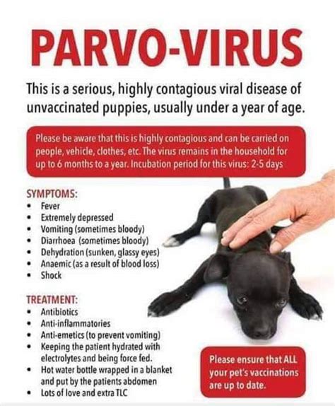  Parvovirus in French bulldogs is an infectious DNA virus that often causes severe illness in young and unvaccinated dogs