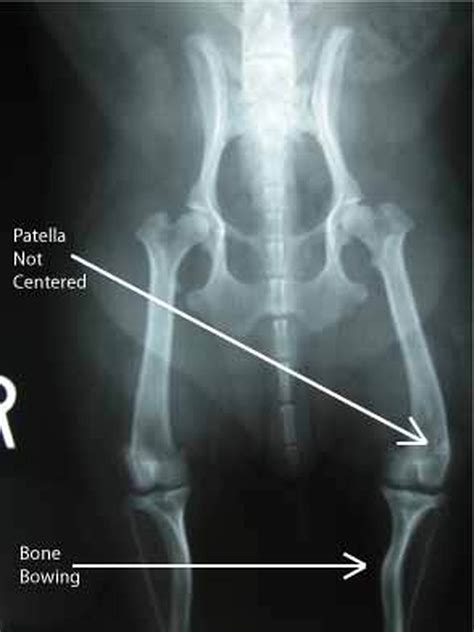  Patellar Luxation: Also known as slipped stifles, this is a common problem in small dogs