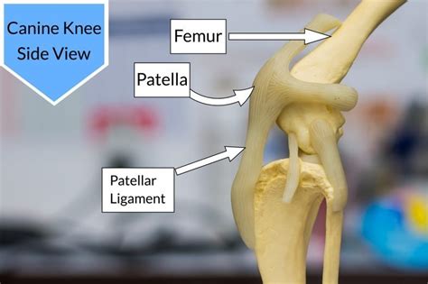  Patellar luxation dislocated kneecap Patellar luxation is a common hereditary condition that can affect Toy Poodles