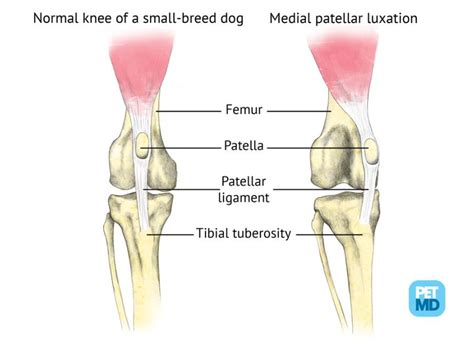  Patellar luxation is when the knee joint often of a hind leg slides in and out of place, causing pain