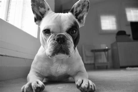  Paw issues French bulldogs have smelly paws because their feet are constantly in contact with dirt and other substances that can make their paws smell