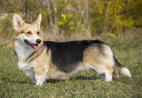  Pembroke Welsh Corgis are one of two Corgi breeds, and their stubby legs and goofy grins have been captivating hearts for decades