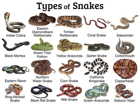  Pennsylvania Herp Identification provides pictures and descriptions of all of the snake species found in the state