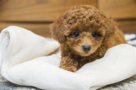  People with allergies should spend time with the breed before officially bringing home a Toy Poodle puppy