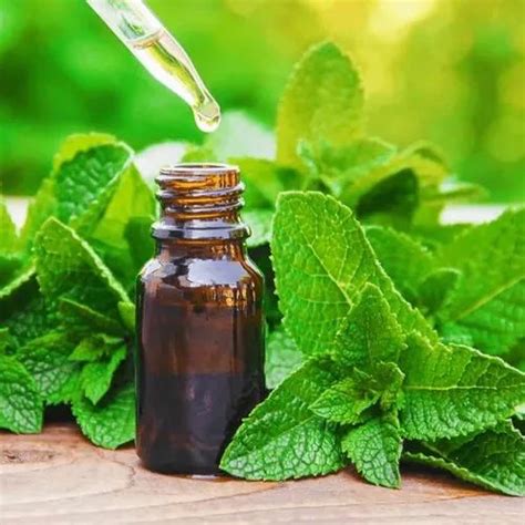  Peppermint oil is an essential oil concentration made by steam distilling the peppermint plant