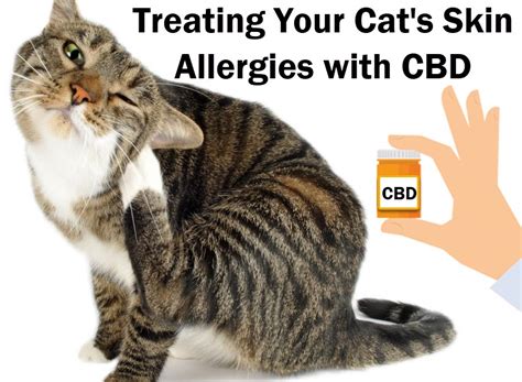  Perhaps your cat is allergic to something in your CBD oils