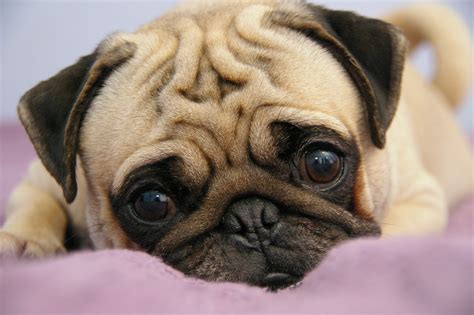  Personality: Pugs are not the lively socialites that some of the toy breeds are