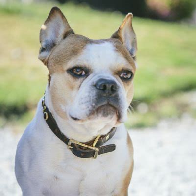  Personality A large-but-laid-back, lovable personality is one of the best Royal Frenchel traits