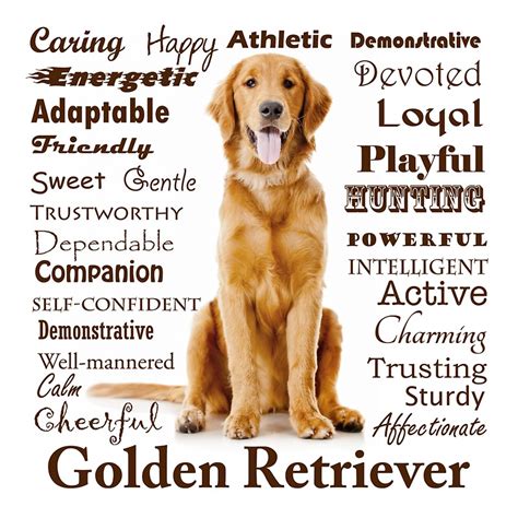  Personality Traits, Quirks, and Behavior: Golden Retrievers and Labrador Retrievers share some common personality traits that make them such popular family pets