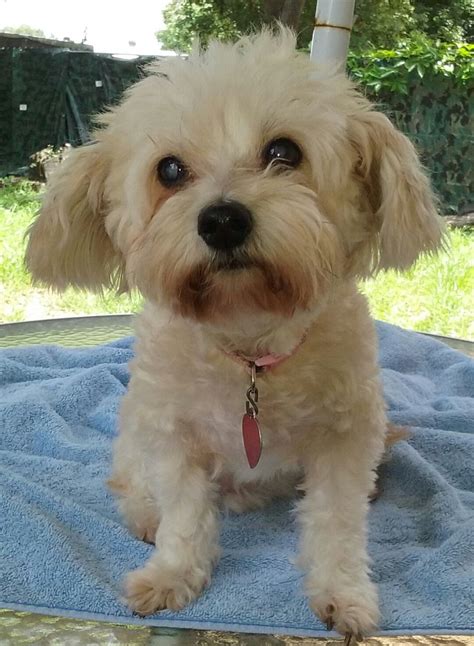  Pet adoption sites, such as Adopt A Pet and Petfinder, are also good resources of adoptable Maltese Yorkie mix puppies