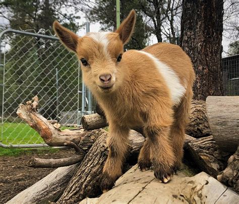  Pet goat for sale - Nigerian Dwarf