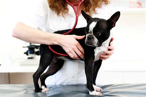  Pet insurance can help to defray the cost of medical bills, but certain conditions may not be covered