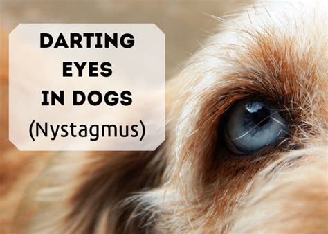  Pet owners have reported seeing their pets eyes dart back and forth, this irregular eye movement is called nystagmus, unfortunately, this unnatural eye movement can also be related to more severe medical conditions that need urgent treatment, which is why many pet owners panic when they see the onset of symptoms and rush their pets to the vet