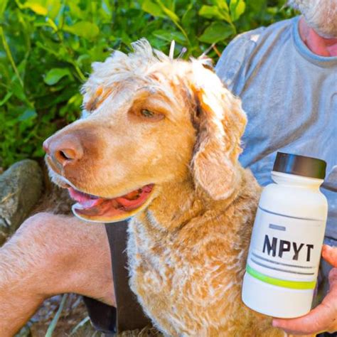  Pet owners should always consult their veterinarian before giving their dogs new supplements or medications, including CBD oil