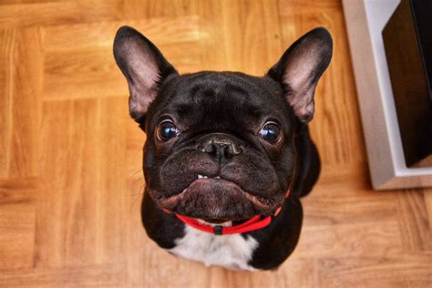  Pet-quality French Bulldogs, which are typically sold as companions rather than for breeding or showing purposes, have a lower price range compared to show-quality dogs