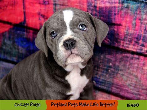  Petland Chicago Ridge has American Bulldog puppies for sale! Interested in finding out more about the American Bulldog? Chicago Ridge, IL 