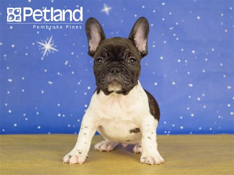  Petland Robinson has French Bulldog puppies for sale! Interested in finding out more about the French Bulldog? Check out our breed information page!  A full-grown regular French Bulldog is an average of 12 inches high