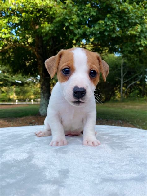  Pets Available "jack russell puppies" in Atlanta, GA