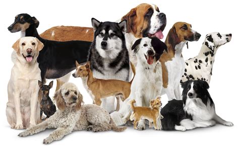  Pets and Animals » Dogs and Puppies