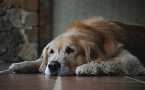  Pets that suffer from osteoarthritis benefit from CBD as it not only reduces inflammation but pain and decreases symptoms