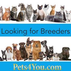  Pets4You does not endorse, recommend, or guarantee a particular kennel, breeder or dogs listed on the Pets4You website
