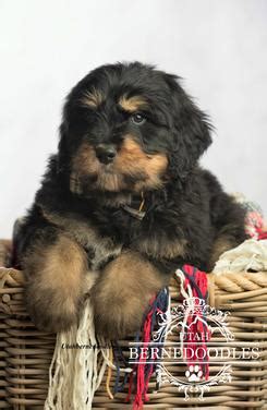  Phantom Bernedoodles Phantom Bernedoodle adults are usually black and tan, silver and cream, cream and silver, or black and cream