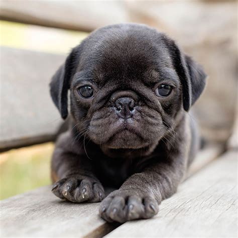  Phoenix Pug puppy for sale typically come in either light brown, cream or solid black
