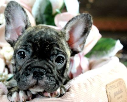  Phone: French Bulldog puppies shipping is available nearly anywhere in the world