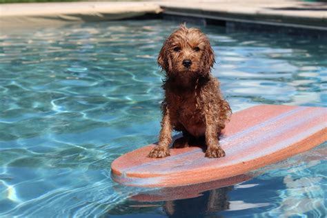  Photo by Mia Anderson on Unsplash If you think your dog might be bored, then check out our article on how to tell if your puppy is bored , or if you just need to find some fun things to do, then consider t eaching your puppy to swim , playing training games , or teaching a new skill or dog sport like agility