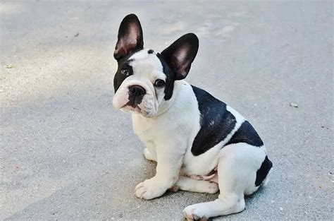  Physical Conformation The physical nature of French Bulldogs makes it challenging for them to reproduce in large numbers
