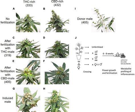  Phytocannabinoids are produced by the female marijuana plant