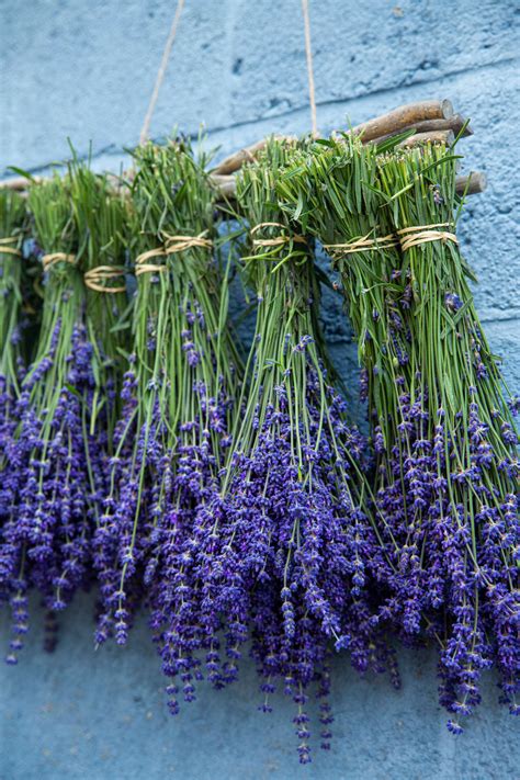  Pick a few bunches of fresh lavender — enough for two tablespoons of buds
