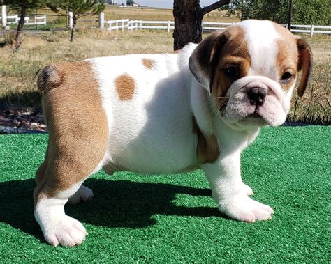  Piebald A piebald English Bulldog also combines two coat colors, but unlike common bi-colored dogs, the white coat is more dominant on fawn, red, or muddy brindle coats