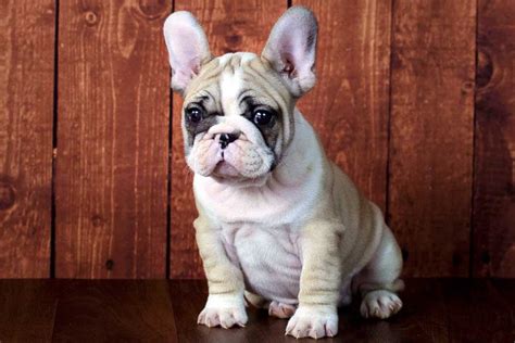  Pieds are rare in some breeds but for Frenchies pied is one of the officially recognized patterns within most kennel clubs
