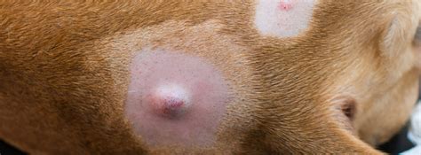 Pimples or Bumps That Ooze Are Caused by an Infection If your dog has bumps, pimples, or pustules on their skin that are filled with pus, they likely have a skin infection