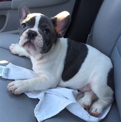  Pin2 2 Shares Anyone who owns a French Bulldog will be very familiar with their little quirks