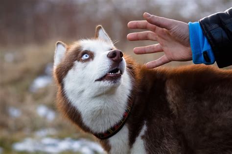  Pinning your dog will cause him to freeze out of fear, which can also turn into aggression