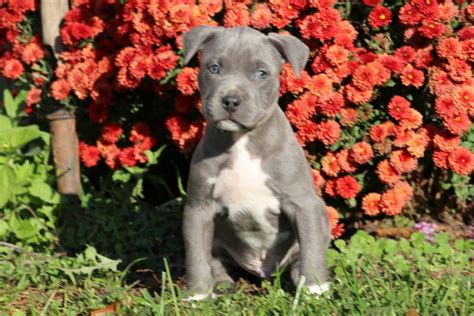  Pit Bull Mix Puppies for Sale