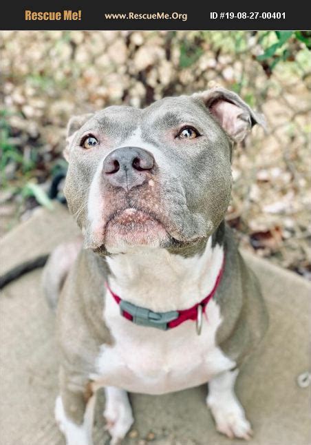  Pitbull Rescues and Adoption In Virginia