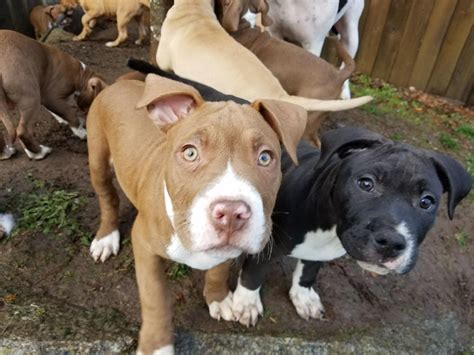  Pitbull puppies for sale in Arizona ready for new home