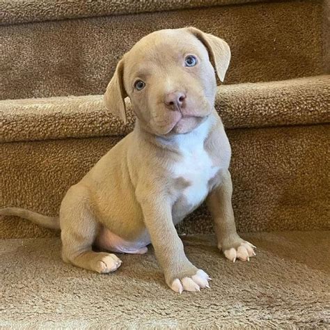  Pitbull puppies for sale often look like tiny bears