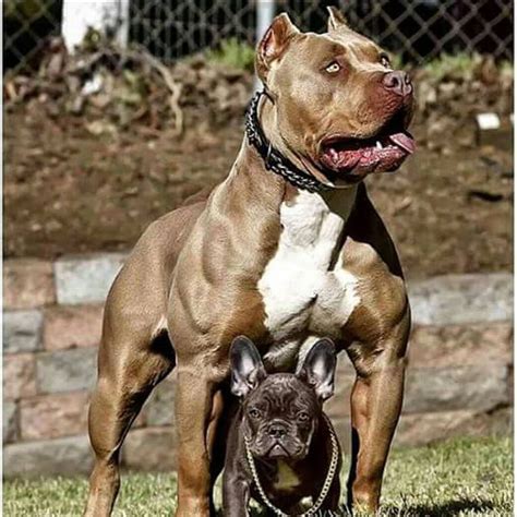  Pitbulls are strong, athletic, and courageous dogs, but underneath it all, they are often big softies looking for the same love and attention as any pet