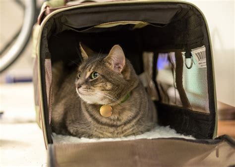  Place treats in the carrier to entice your cat to enter at first, then reward your cat with treats when they go into the carrier on their own