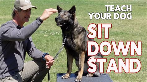  Place your dog in a sit position while you put a treat in your hand