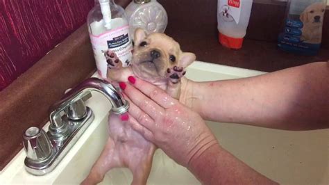  Place your puppy or Frenchie in the bath gently and take things really slowly at first until they are used to it
