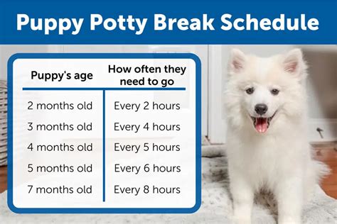  Plan a potty break between sleep times and meals so your pooch can be at the right place at the right time